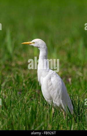 Kuhreiher / Buff-backed Reiher (Bubulcus Ibis / Ardea Ibis) stehen im Grünland Stockfoto