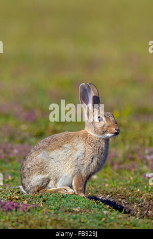 Junge europäische Kaninchen / gemeinsame Kaninchen (Oryctolagus Cuniculus) sitzen in der Wiese Stockfoto