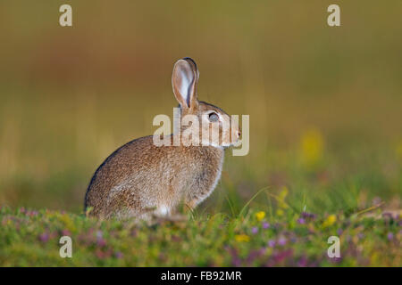 Junge europäische Kaninchen / gemeinsame Kaninchen (Oryctolagus Cuniculus) sitzen in der Wiese Stockfoto