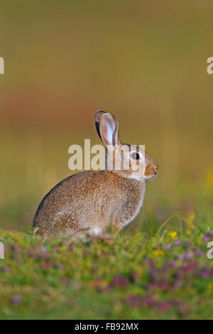 Junge europäische Kaninchen / gemeinsame Kaninchen (Oryctolagus Cuniculus) sitzen in der Wiese Stockfoto