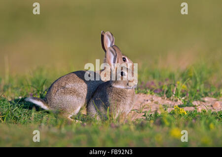 Zwei junge europäische Kaninchen / gemeinsame Kaninchen (Oryctolagus Cuniculus) auf Wiese im Sommer Stockfoto