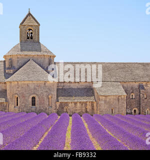 Abtei von Senanque und blühenden Zeilen Lavendel Blumen, Detail. Gordes, Luberon, Vaucluse, Provence, Frankreich, Europa. Stockfoto