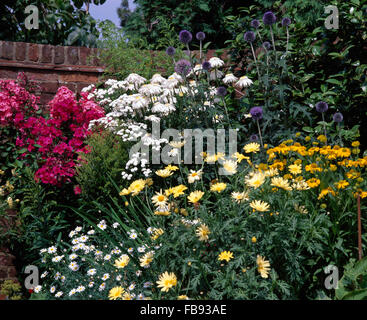 Hell rosa Phlox mit gelben Anthemis und Rudbeckia in großen Sommer Bordüre blau Echinops mit weißen Margeriten Stockfoto