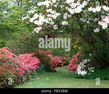 Weißen Rhododendren und tief Rosa Azaleen in einem Wald Garten im Frühjahr Stockfoto