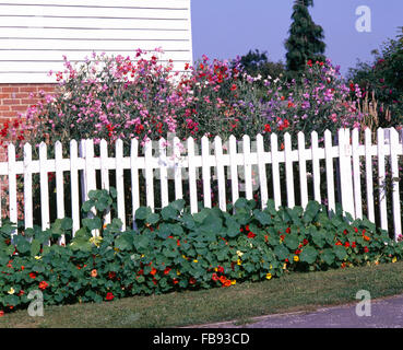 Kapuzinerkresse wächst unter weißen Lattenzaun vor rosa lavatera Stockfoto