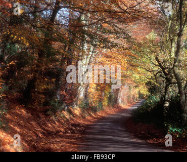 Blick auf eine kleine Straße durch den Wald im Herbst Stockfoto
