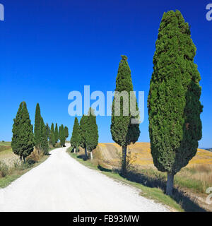 Zypressen-Zeilen und eine weiße Straße ländlichen Landschaft in Crete Senesi Land in der Nähe von Siena, Toskana, Italien, Europa. Stockfoto