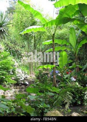 Schöne Aussicht auf Pflanzen in einem botanischen Garten. Stockfoto