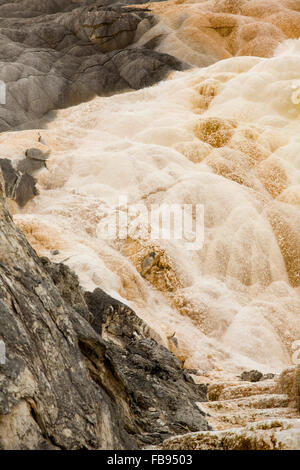 Erdwärme Strom von heißen, Carbonat reichen Wasser Formen Kaskadierung Berge von dunkel orange-weißen Kalkstein im Yellowstone in Wyoming. Stockfoto