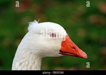 Kopf einer inländischen Gans Stockfoto