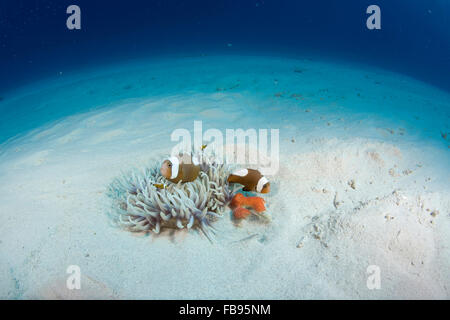 Clownfische, Kerama Inseln, Japan Stockfoto