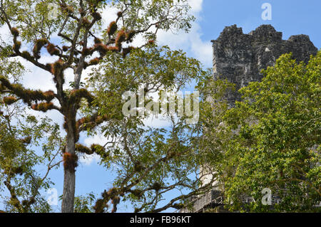 Reiche Vegetation und das Oberteil des Tempels von der Maya-Ausgrabungsstätte von Tikal in Guatemala Stockfoto