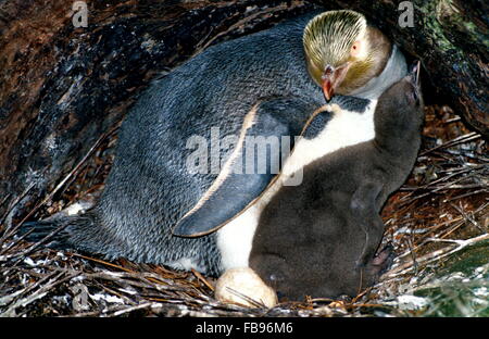 Yellow Eyed Penguin (Megadyptes Antipodes). Erwachsenen und Küken im Nest.  Im Wald, bekannt als Rata Wald gelegen.  Ein Ei sichtbar. Stockfoto