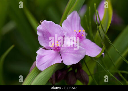 Tradescantia 'Concord Grape' Blume. Dreimasterblume in einem englischen Garten. Stockfoto