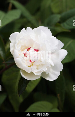 Weiße Rose im Garten. Stockfoto