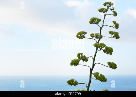 Agave Blumen- und Pflanzenmarkt mit Blick auf das Mittelmeer Meer Stockfoto