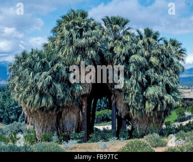 Ein kleines Wäldchen Palm schafft einen Torbogen in zwei Haufen Palms Spa Resort, eine ruhige Oase in der Wüste in Desert Hot Springs, Riverside County, Kalifornien, USA. Stockfoto