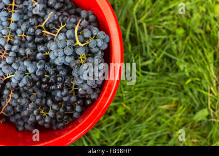 Erntefrisch rote Trauben in eine Fahrradtasche (getönten Farbbild) Stockfoto