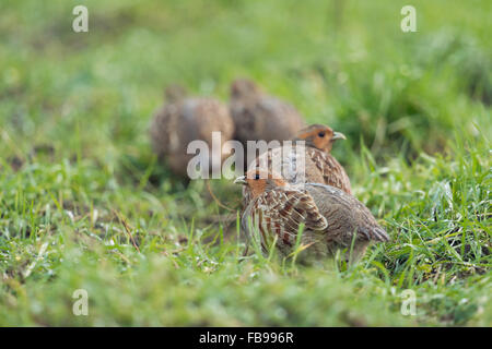 Aufmerksamen Gruppe graue Rebhühner / Rebhuehner (Perdix Perdix) schleicht sich entfernt, sorgfältig zu beobachten, um. Stockfoto