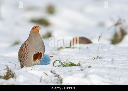 Graue Rebhühner / Rebhuehner (Perdix Perdix) im Schnee, wandernde, steht aufrecht, zeigt seine typischen Hufeisen-Mark. Stockfoto