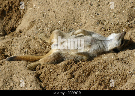 Erdmännchen eingeschlafen Stockfoto