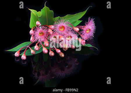 Elegantes Bouquet von rosa Eukalyptus Blumen, Knospen und Blätter auf reflektierende schwarze Oberfläche Stockfoto