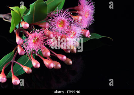 Eleganter Blumenstrauß rosa Eukalyptus, Knospen, und Blätter, auf schwarzem Hintergrund isoliert Stockfoto