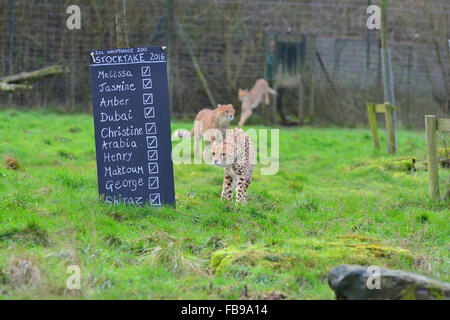 Bedfordshire 12. Januar 2016, jährliche Inventur 2016 Whipsnade Zoo, der eine Zählung aller Tiere im Zoo ist durch die Tierhalter verpflichtet, ihre Datensätze zu aktualisieren. Der Gepard ist prüfen Sie ihre Namen auf dem Register. (Redaktionelle NUR VERWENDEN) Stockfoto