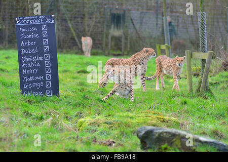 Bedfordshire 12. Januar 2016, jährliche Inventur 2016 Whipsnade Zoo, der eine Zählung aller Tiere im Zoo ist durch die Tierhalter verpflichtet, ihre Datensätze zu aktualisieren. Der Gepard ist prüfen Sie ihre Namen auf dem Register. (Redaktionelle NUR VERWENDEN) Stockfoto