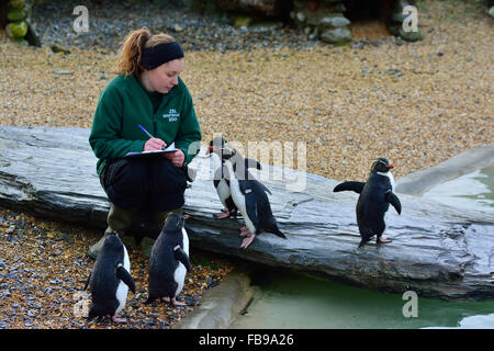 Bedfordshire 12. Januar 2016, jährliche Inventur 2016 Whipsnade Zoo, der eine Zählung aller Tiere im Zoo ist durch die Tierhalter verpflichtet, ihre Datensätze zu aktualisieren. Pinguine Stand up gezählt werden. (REDAKTIONELLE NUR VERWENDEN) Stockfoto