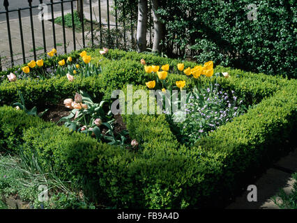 Gelb und rosa Tulpen in einem formalen Fluse Garten mit Box-Einfassung Stockfoto