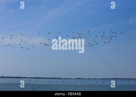 Herde von rosa Flamingos fliegen, von "Delta del Po", Italien. Natur-panorama Stockfoto