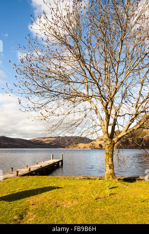 Baum neben Lake Ullswater im Frühling, Glenridding, Lake District, Cumbria, England Stockfoto