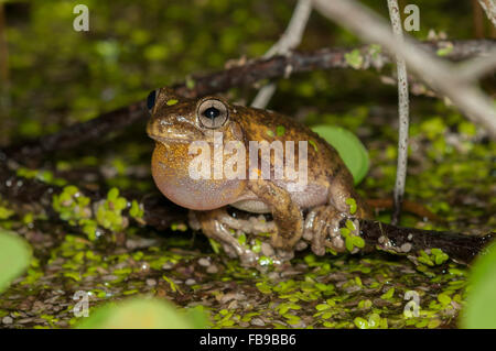 Rufen männliche Peron Laubfrosch, Litoria Peronii bei Glenbrook, New-South.Wales, Australien. Stockfoto