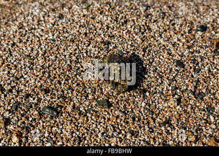 Steinen und ein wenig Krabben auf dem Meer in Wladiwostok, Russland Stockfoto