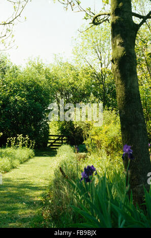 Blaue Iris in schattigen Grenze neben gemähten Rasen Weg im Bauerngarten Stockfoto