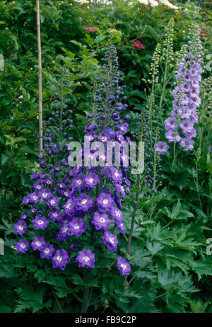 Hohen blauen Rittersporn im Garten Grenze Stockfoto