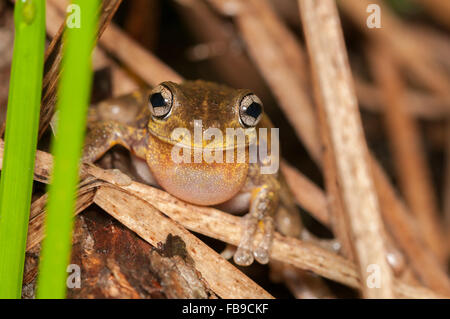 Rufen männliche Peron Laubfrosch, Litoria Peronii bei Glenbrook, New-South.Wales, Australien. Stockfoto