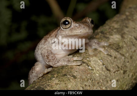 Peron Laubfrosch, Litoria Peronii bei Glenbrook, New-South.Wales, Australien. Stockfoto