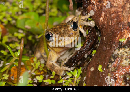 Peron Laubfrosch, Litoria Peronii bei Glenbrook, New-South.Wales, Australien. Stockfoto