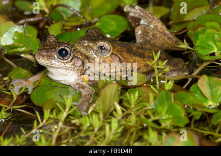 Paarung Perons Laubfrosch, Litoria Peronii bei Glenbrook, New-South.Wales, Australien. Stockfoto