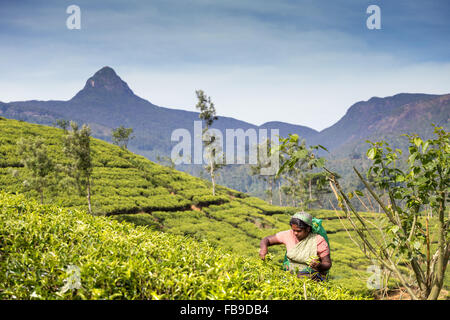 Tee, Kommissionierung, Teeplantage, Central Province, Bezirk Hatton, Nachbarschaft Adam es Peak Sri Lanka, Asien Stockfoto