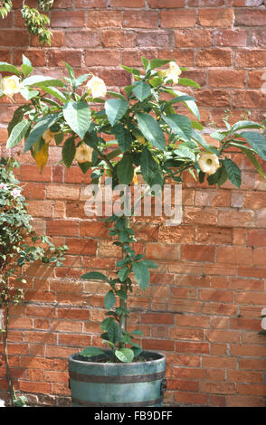 Nahaufnahme von einer Creme Morning Glory in einem Topf Stockfoto