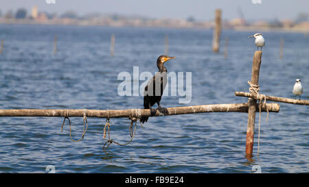 Hautnah auf Palisade Kormoran steht. Vogelbeobachtungen von "Delta del Po", Italien Stockfoto