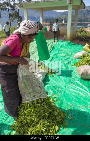 Frauen, die Arbeiten an einer Teeplantage bringen ihre Ernte gewichtet werden, Bezirk Hatton, Nachbarschaft Adam's Peak-Sri Lanka Stockfoto