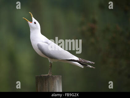 Gemeinsamen Möwe (Larus Canus) mit der Aufforderung, Finnland Stockfoto