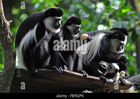 Singapur. 12. Januar 2016. Eine Baby östlichen schwarzen & weißen Colobus Affe (R, unten) bleibt in der Nähe seiner Mutter im Zoo von Singapur am 12. Januar 2016. Die Tiere unter der Obhut des Wildlife Reserve Singapur (WRS) gebar über 700 Babys im Jahr 2015. © Dahin Chih Wey/Xinhua/Alamy Live-Nachrichten Stockfoto