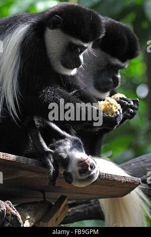 Singapur. 12. Januar 2016. Ein Baby östlichen schwarzen & weißen Colobus Affen (unten) bleibt in der Nähe seiner Mutter im Zoo von Singapur am 12. Januar 2016. Die Tiere unter der Obhut des Wildlife Reserve Singapur (WRS) gebar über 700 Babys im Jahr 2015. © Dahin Chih Wey/Xinhua/Alamy Live-Nachrichten Stockfoto