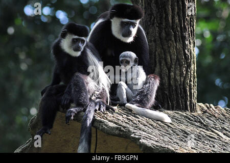 Singapur. 12. Januar 2016. Ein Baby östlichen schwarzen & weißen Colobus Affen (R) bleibt in der Nähe seiner Mutter im Zoo von Singapur am 12. Januar 2016. Die Tiere unter der Obhut des Wildlife Reserve Singapur (WRS) gebar über 700 Babys im Jahr 2015. © Dahin Chih Wey/Xinhua/Alamy Live-Nachrichten Stockfoto