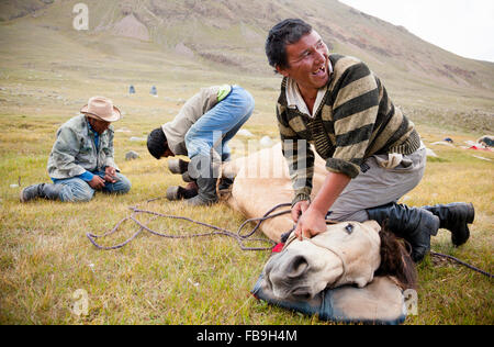 Nomad Führer beschlagen eines Pferdes in Kharkhiraa Turgen Nationalpark, Mongolei. Stockfoto